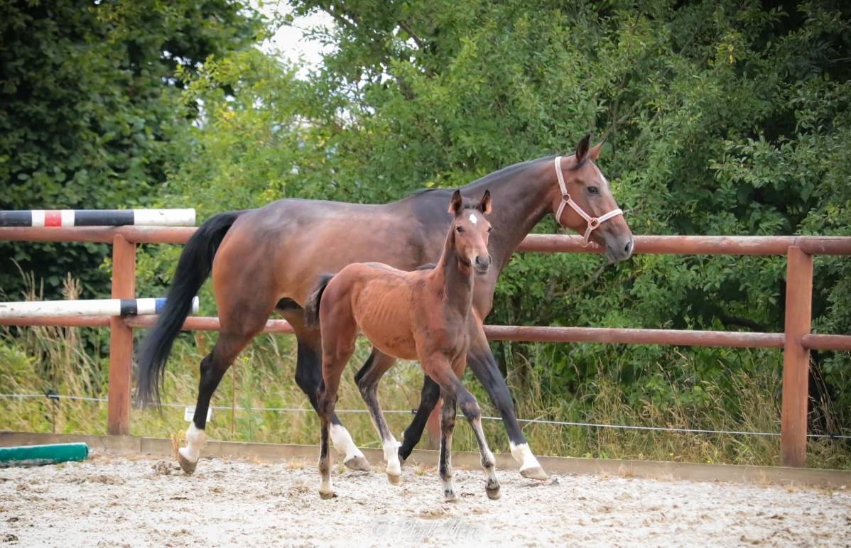 Puledro Zangersheide In vendita 2025 Baio scuro ,  Jaguar d'hébène