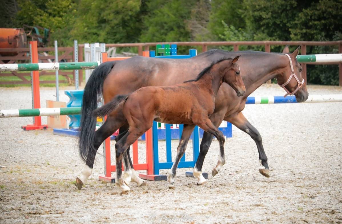 Puledro Zangersheide In vendita 2025 Baio scuro ,  Jaguar d'hébène