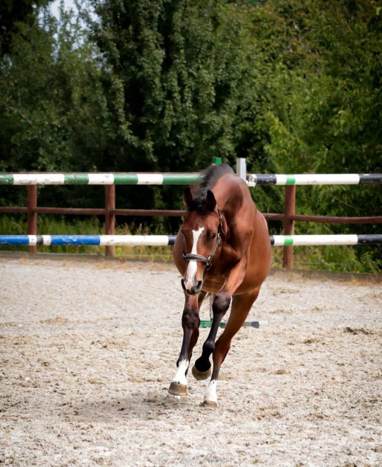 Intero Sella Francese In vendita 2023 Baio scuro ,  Uncognito bois margot