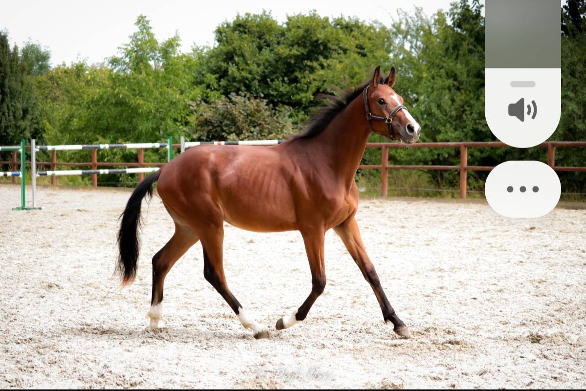 Intero Sella Francese In vendita 2023 Baio scuro ,  Uncognito bois margot