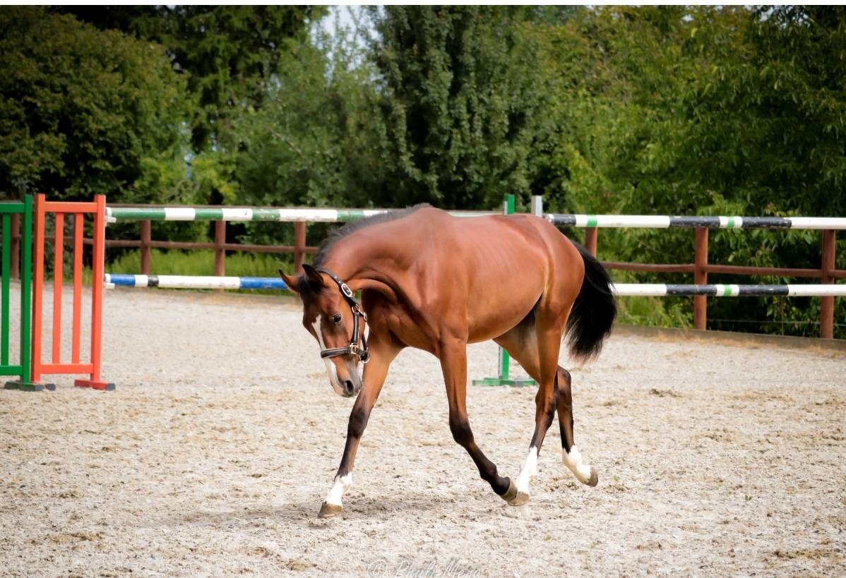 Intero Sella Francese In vendita 2023 Baio scuro ,  Uncognito bois margot