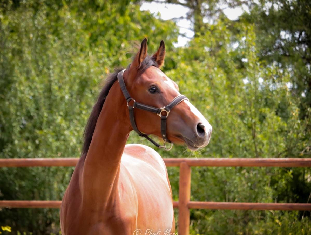 Intero Sella Francese In vendita 2023 Baio scuro ,  Uncognito bois margot