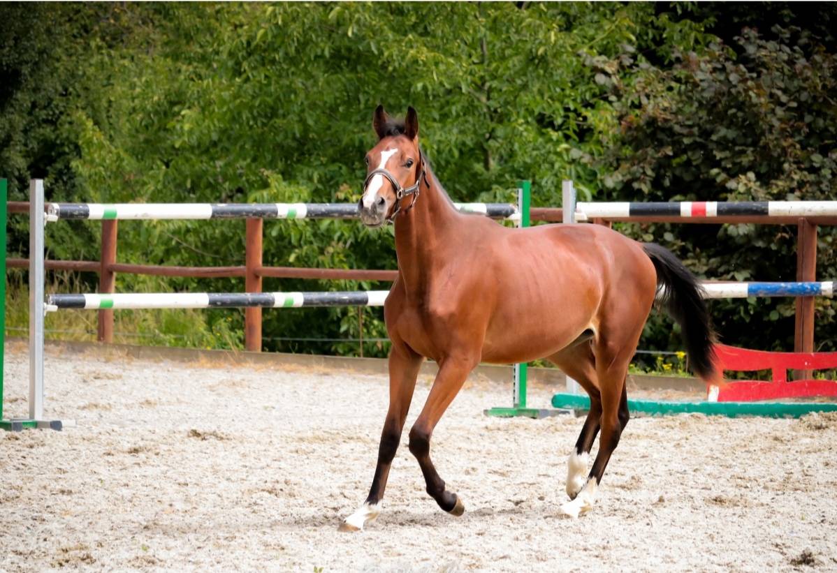 Intero Sella Francese In vendita 2023 Baio scuro ,  Uncognito bois margot