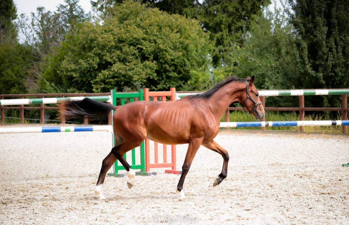 Intero Sella Francese In vendita 2023 Baio scuro ,  Uncognito bois margot