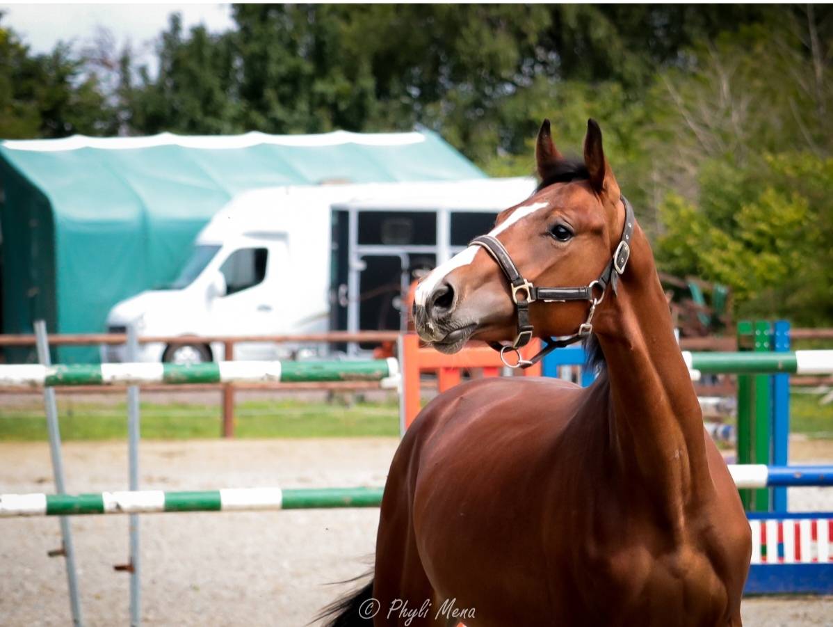Intero Sella Francese In vendita 2023 Baio scuro ,  Uncognito bois margot