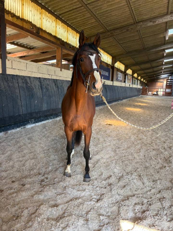 Castrone Sella Francese In vendita 2023 Baio scuro ,  Uncognito bois margot