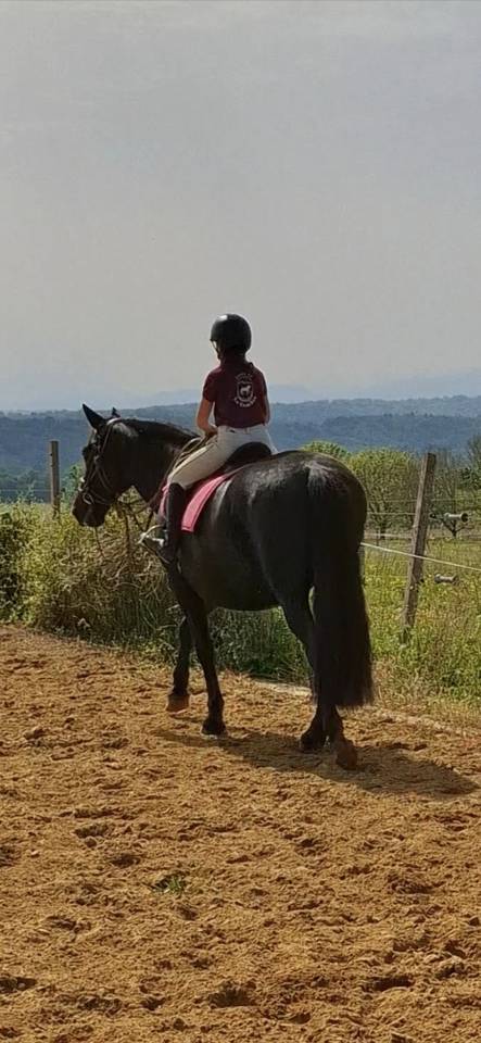 Cavalla PRE Andaluso In vendita 2011 Nero