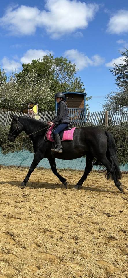 Cavalla PRE Andaluso In vendita 2011 Nero