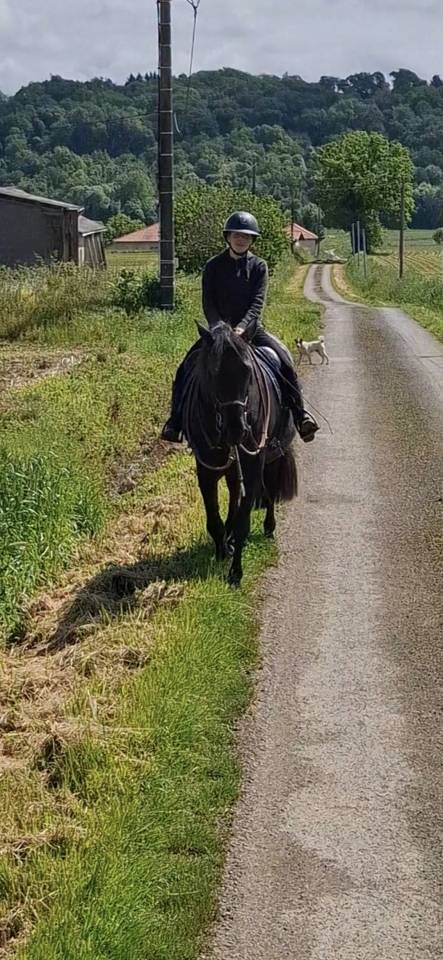 Cavalla PRE Andaluso In vendita 2011 Nero