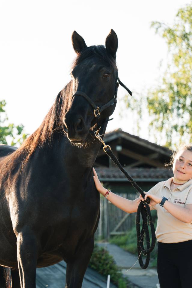 Cavalla PRE Andaluso In vendita 2011 Nero