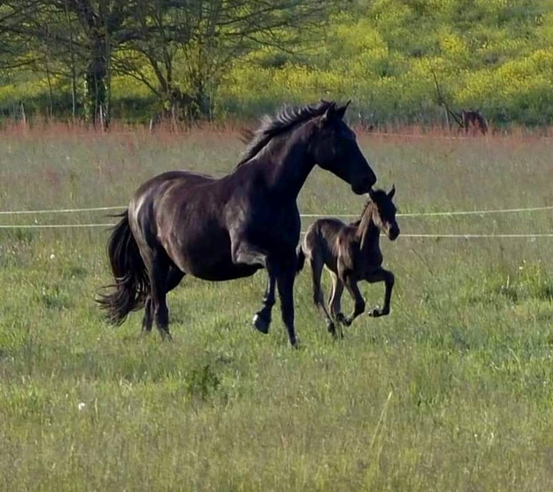 Cavalla PRE Andaluso In vendita 2011 Nero