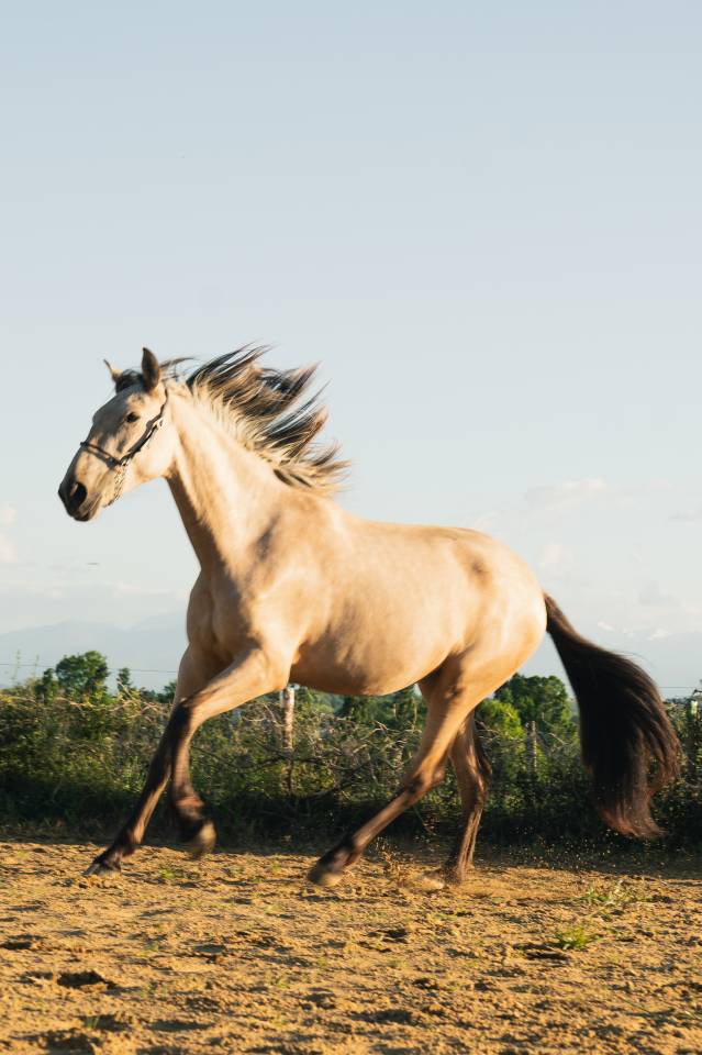 Puledra PRE Andaluso In vendita 2023 Isabella