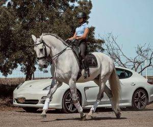 Castrone Lusitano In vendita 2013 Grigio