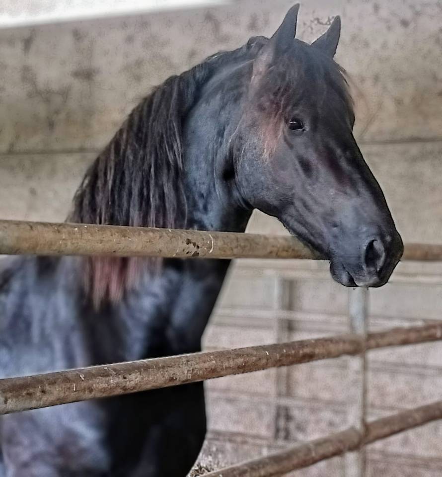 Had&egrave;s des sables  - Frisone 2022