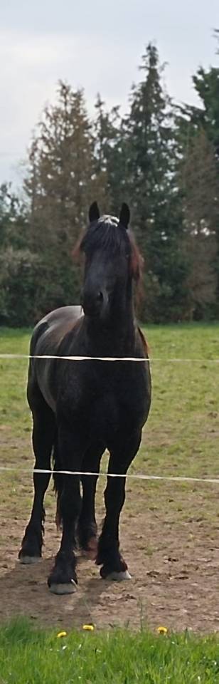 Had&egrave;s des sables  - Frisone 2022