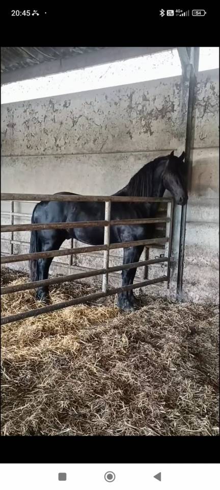Had&egrave;s des sables  - Frisone 2022