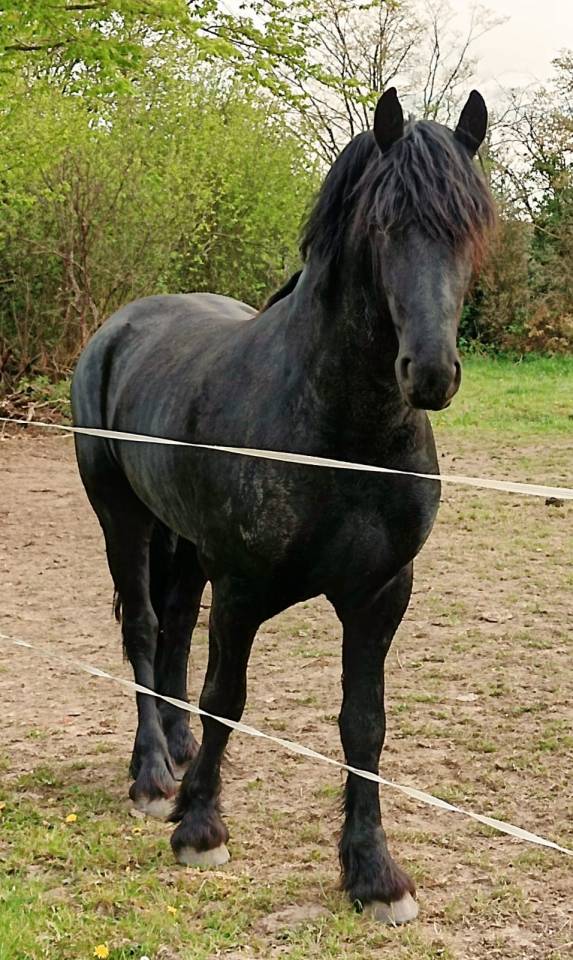 Had&egrave;s des sables  - Frisone 2022