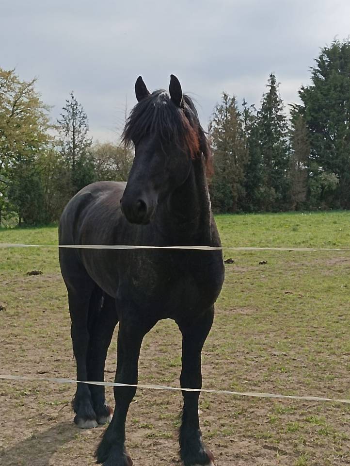 Had&egrave;s des sables  - Frisone 2022