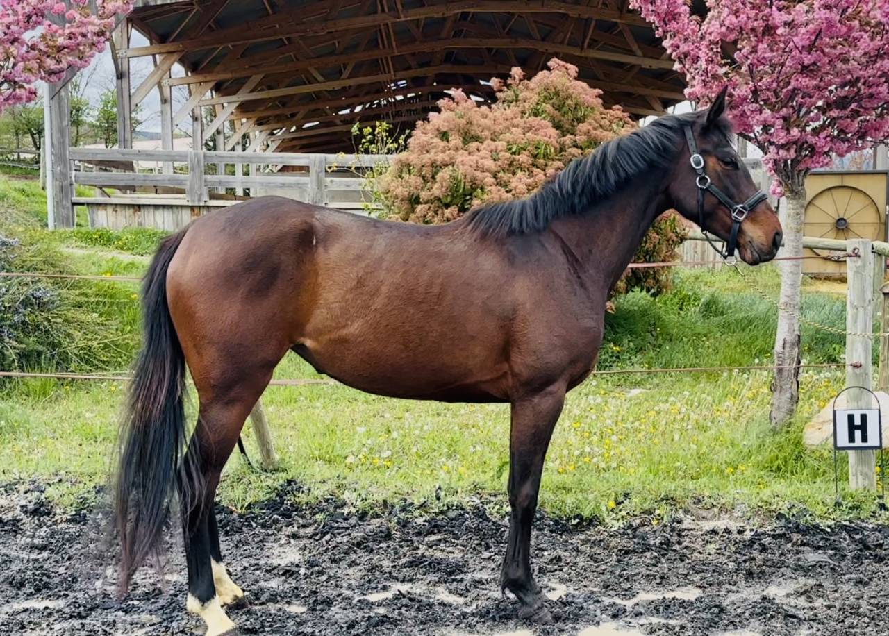 Cavalla Sella Francese In vendita 2022 Baio ,  papillon de l'odyssee