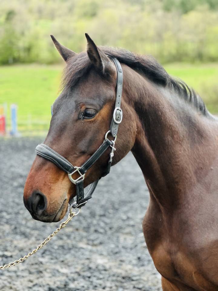 Cavalla Sella Francese In vendita 2022 Baio ,  papillon de l'odyssee