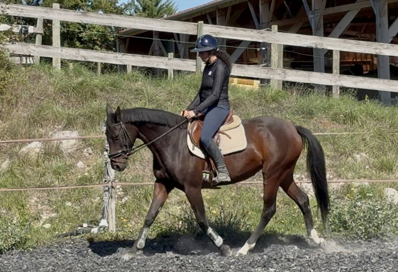 Cavalla Sella Francese In vendita 2022 Baio ,  papillon de l'odyssee