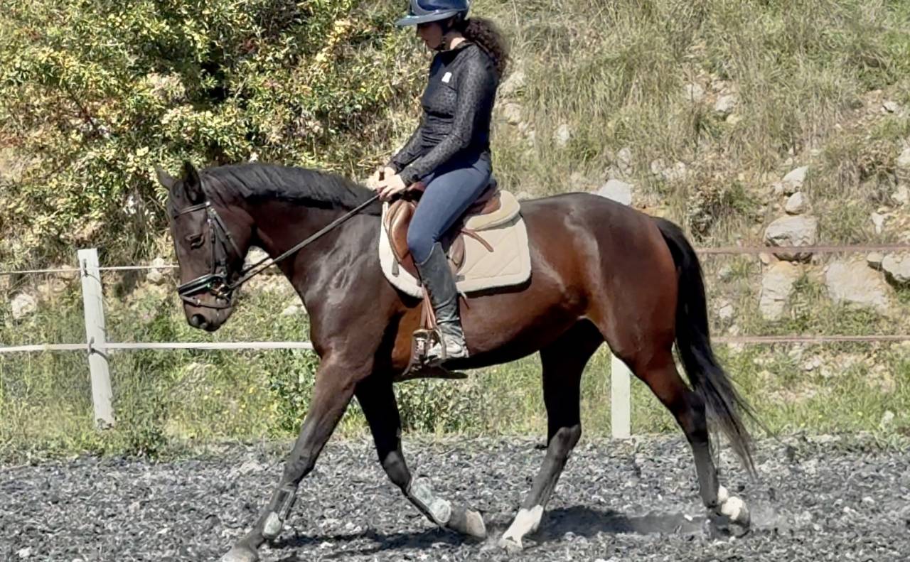 Cavalla Sella Francese In vendita 2022 Baio ,  papillon de l'odyssee