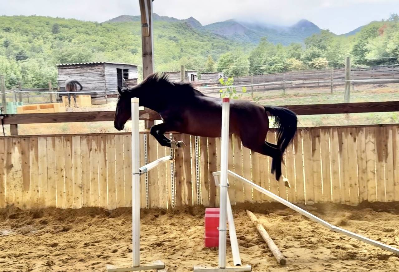 Cavalla Sella Francese In vendita 2022 Baio ,  papillon de l'odyssee