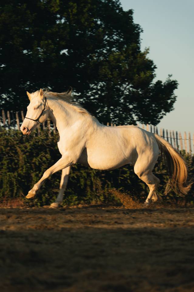 Cavalla Creme In vendita 2021 Crema