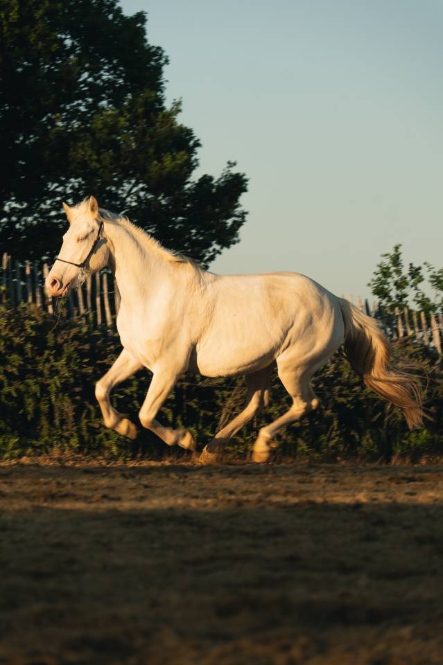 Cavalla Creme In vendita 2021 Crema