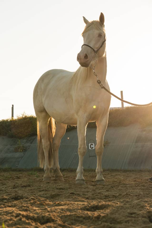 Cavalla Creme In vendita 2021 Crema