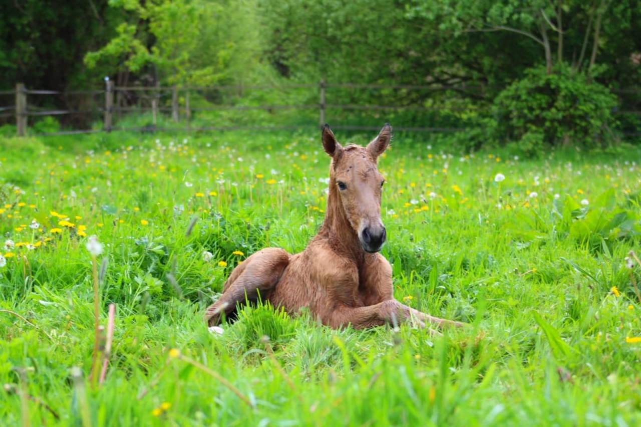 Puledro Lusitano In vendita 2025 Isabella ,  balmain de my