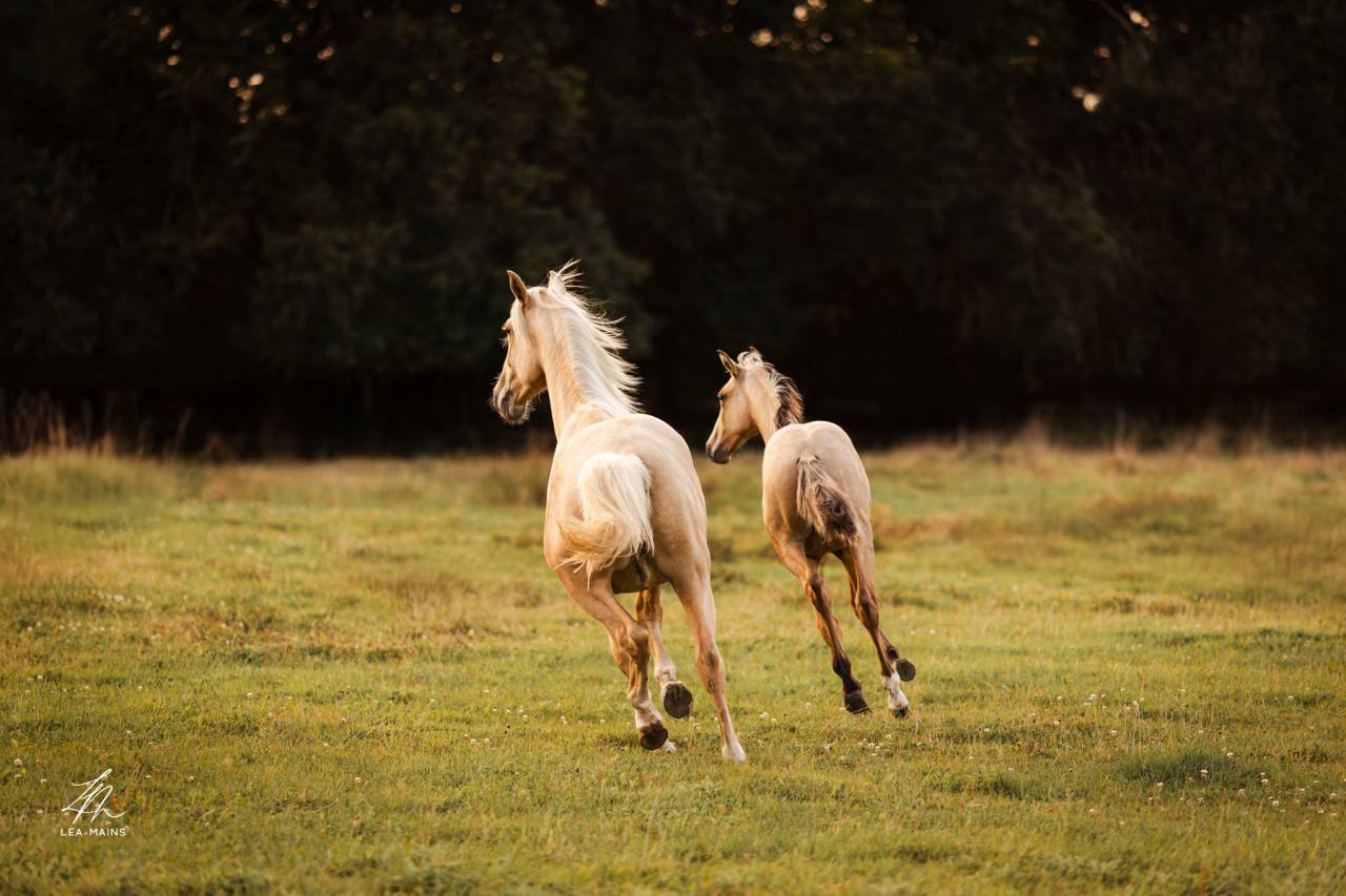 Puledro Lusitano In vendita 2025 Isabella ,  balmain de my