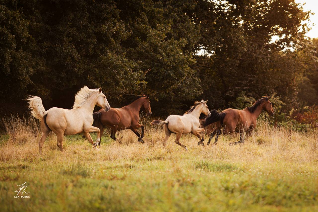 Puledro Lusitano In vendita 2025 Isabella ,  balmain de my