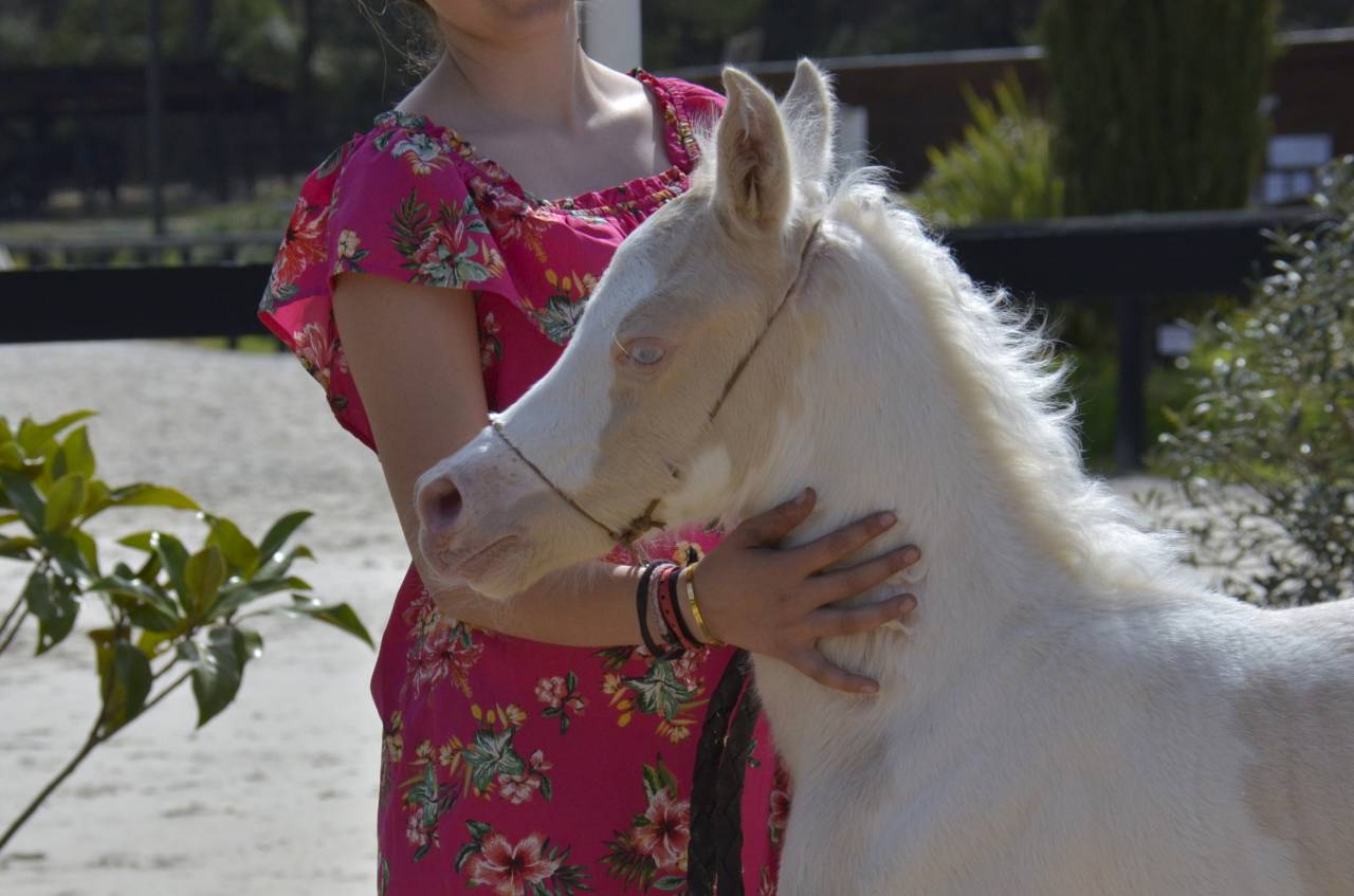 Puledra Mezzo Sangue Arabo In vendita 2025 Crema ,  Galant de corbion