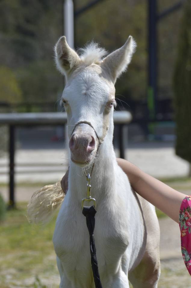 Puledra Mezzo Sangue Arabo In vendita 2025 Crema ,  Galant de corbion