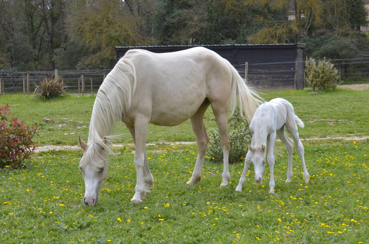 Puledra Mezzo Sangue Arabo In vendita 2025 Crema ,  Galant de corbion