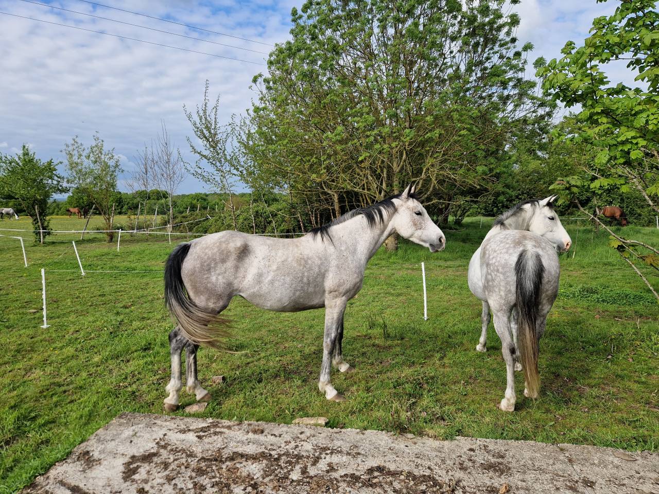 Cavalla CDE Caballo Deporte Espanol In vendita 2019 Grigio ,  ICONO