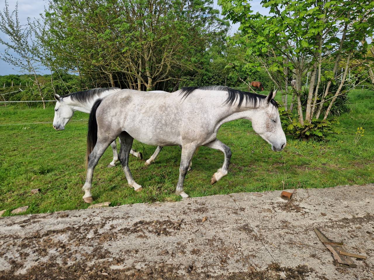 Cavalla CDE Caballo Deporte Espanol In vendita 2019 Grigio ,  ICONO