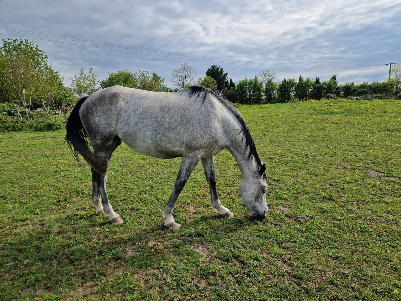 Cavalla CDE Caballo Deporte Espanol In vendita 2019 Grigio ,  ICONO