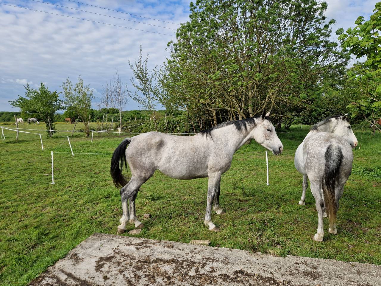 Cavalla CDE Caballo Deporte Espanol In vendita 2019 Grigio ,  ICONO