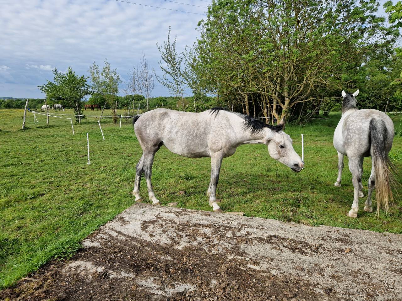 Cavalla CDE Caballo Deporte Espanol In vendita 2019 Grigio ,  ICONO