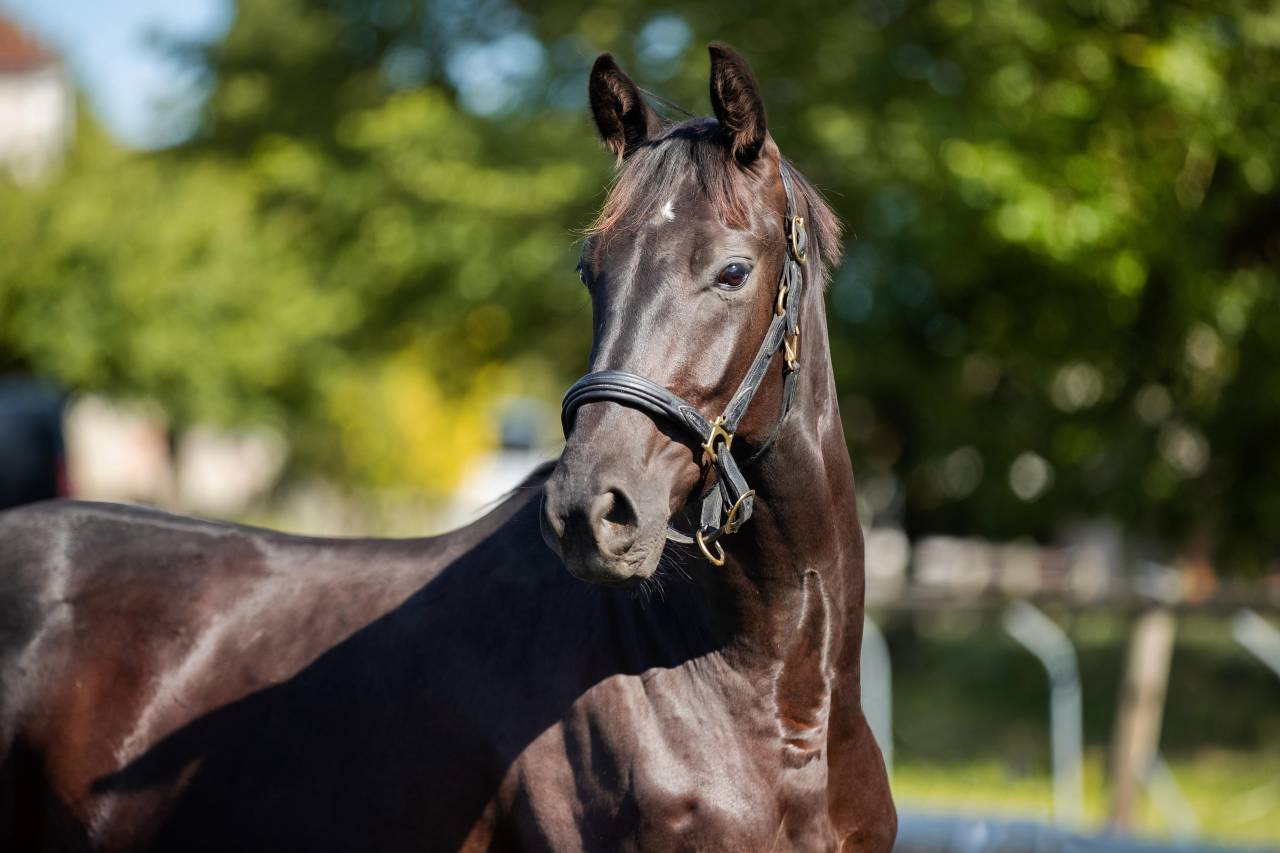 Castrone KWPN Cavallo da Sport Neerlandese In vendita 2021 Nero