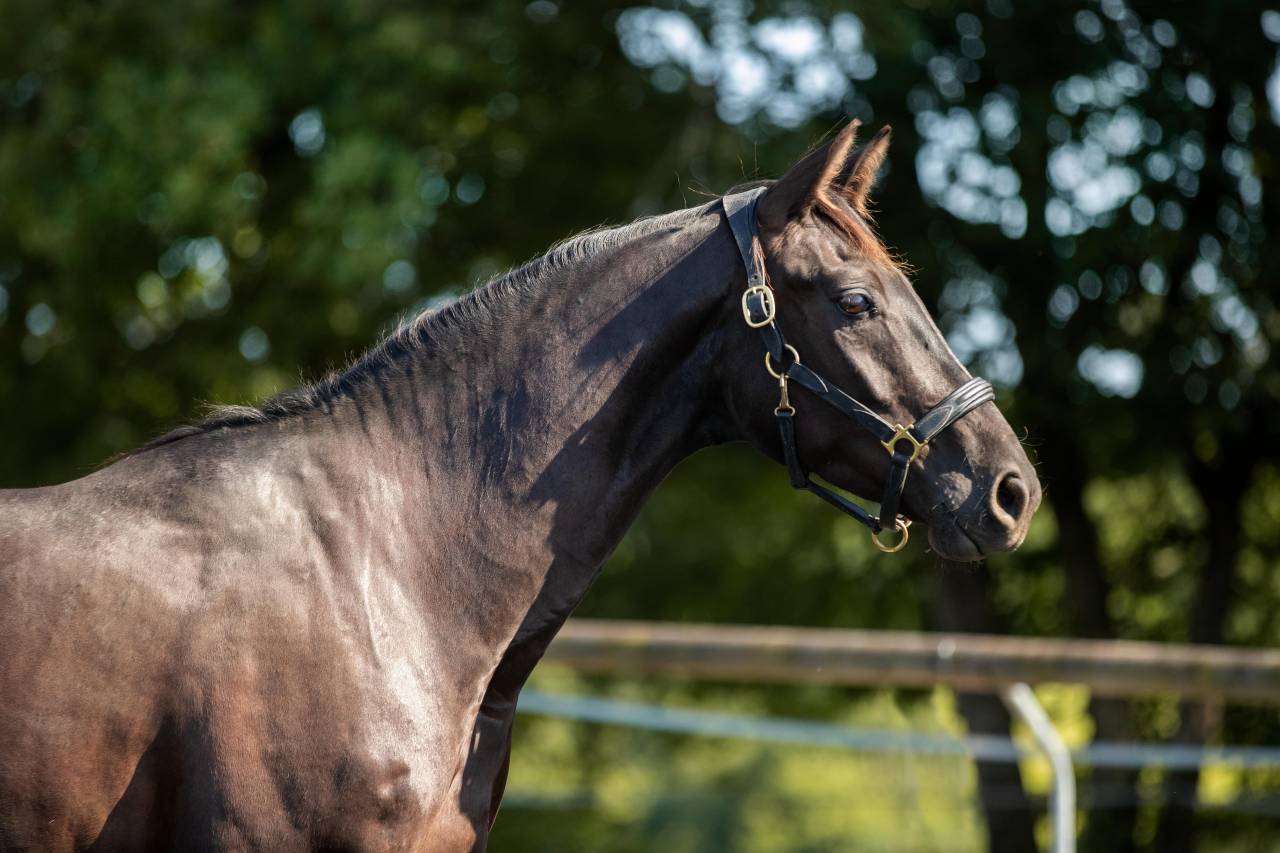 Castrone KWPN Cavallo da Sport Neerlandese In vendita 2021 Nero