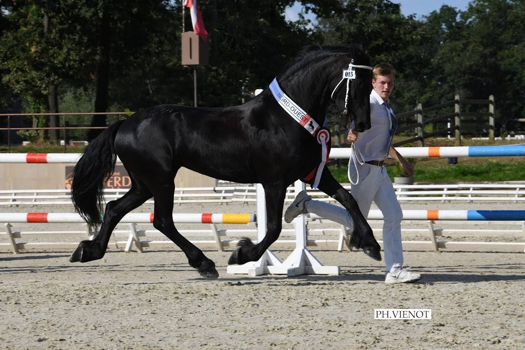 Puledro Frisone In vendita 2025 Nero ,  markus 491