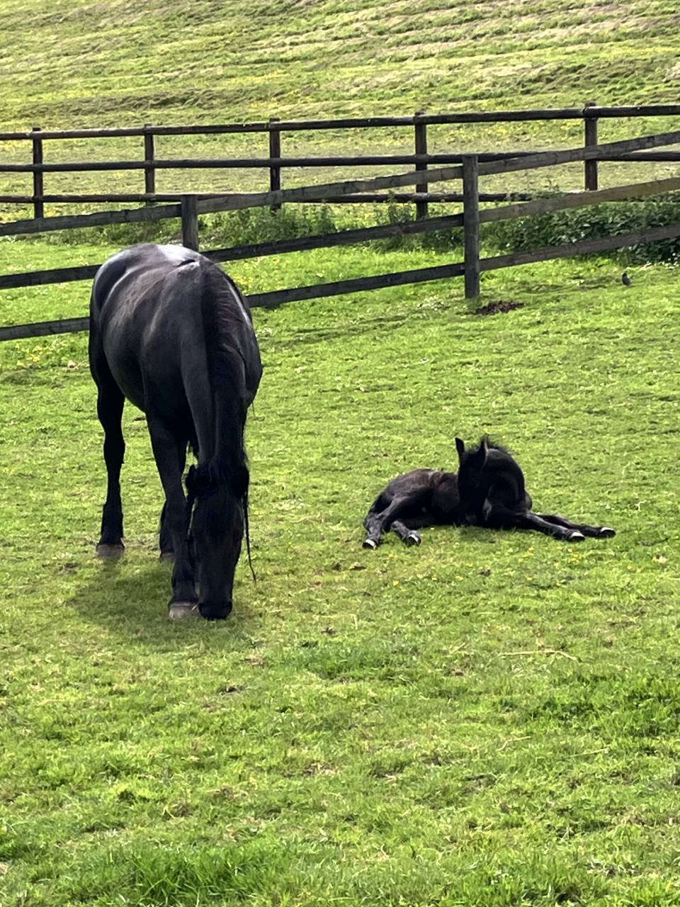 Puledro Frisone In vendita 2025 Nero ,  markus 491