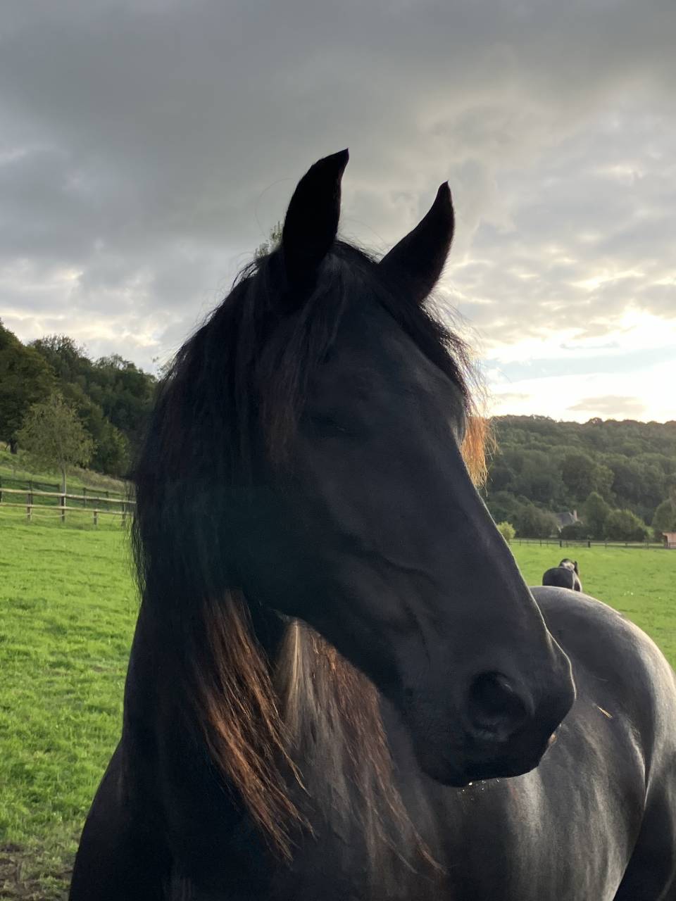 Puledro Frisone In vendita 2025 Nero ,  markus 491