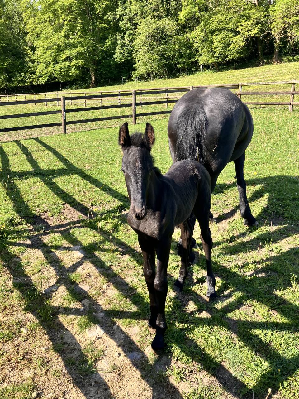 Puledro Frisone In vendita 2025 Nero ,  markus 491