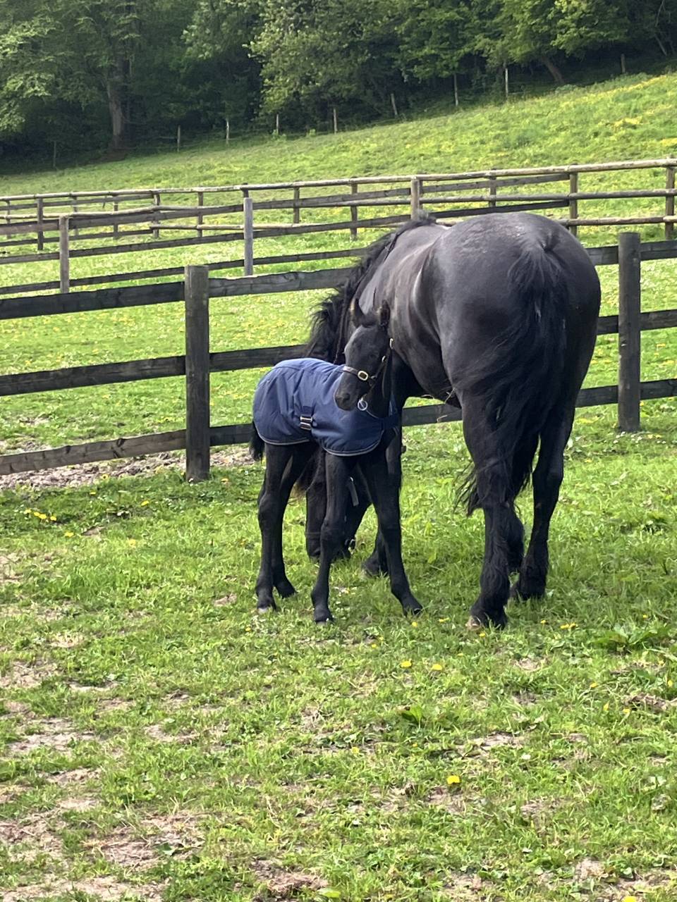 Puledro Frisone In vendita 2025 Nero ,  markus 491