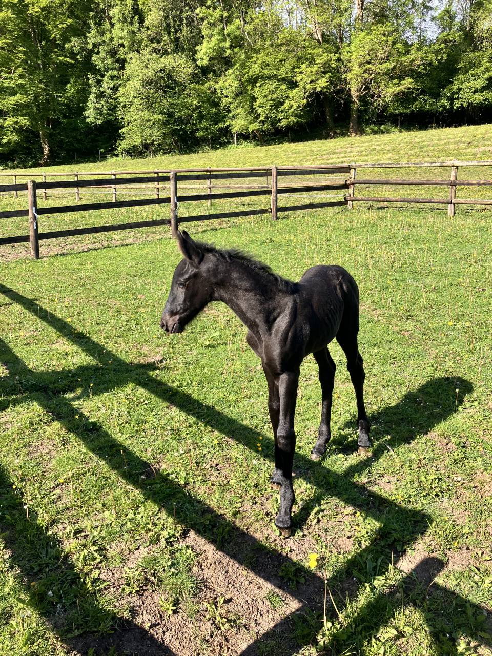 Puledro Frisone In vendita 2025 Nero ,  markus 491