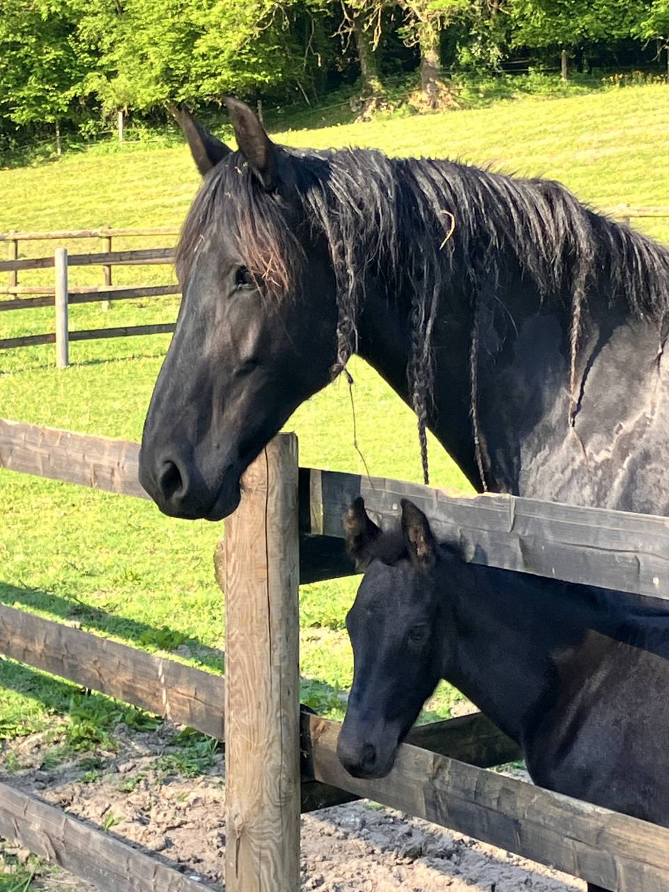 Puledro Frisone In vendita 2025 Nero ,  markus 491